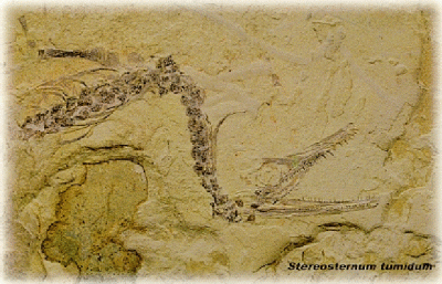 La Paleontología
