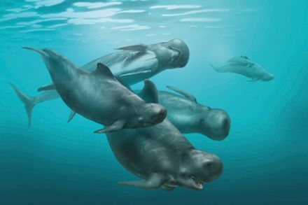El delfín con cabeza de balón que vivió en el Mar del Norte