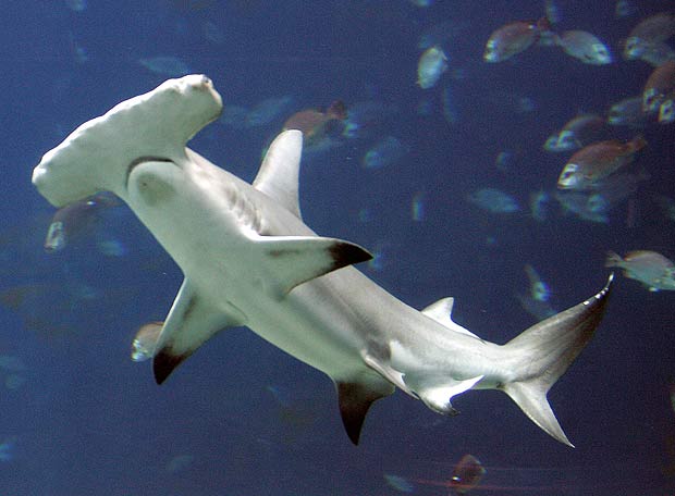 La visión del tiburón martillo