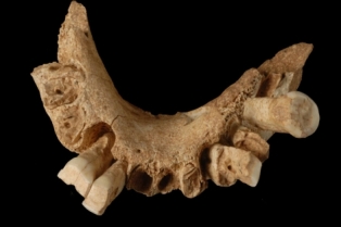La mandíbula de Atapuerca que cambia el escenario de la evolución humana