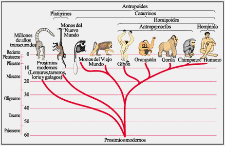 Líneas principales de la evolución de los primates | SÓLO CIENCIA